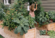 raised bed garden