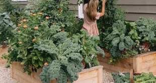 raised bed garden