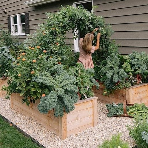 raised bed garden