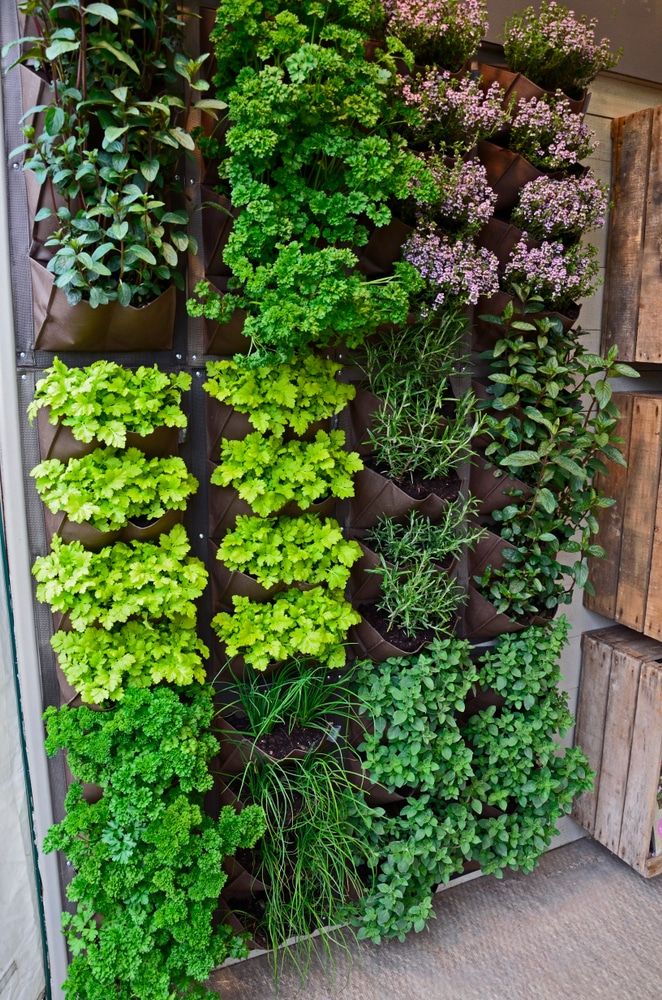 Reaching New Heights: The Art of Vertical Gardening