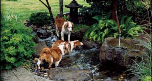 dog friendly backyard landscaping