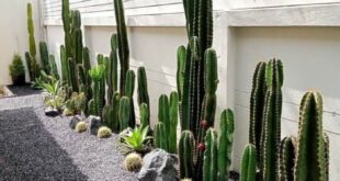 landscaping xeriscape