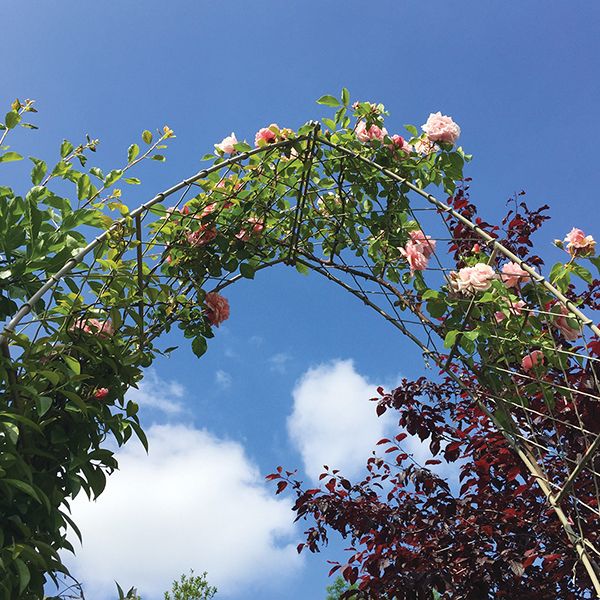 Enhance Your Garden with Stunning Metal Garden Arches