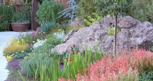 xeriscape front yard