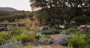 landscaping hillside