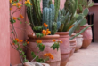 desert landscaping front yard