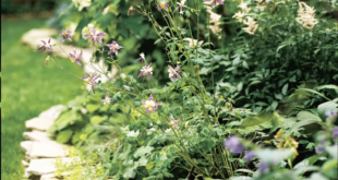 garden border edging