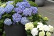 garden planter ideas