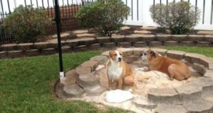 dog friendly backyard landscaping