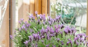 french garden planters