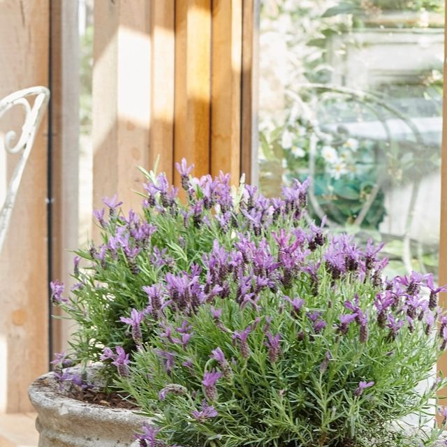 Elegant French Garden Planters: A Touch of Sophistication for Your Outdoor Space