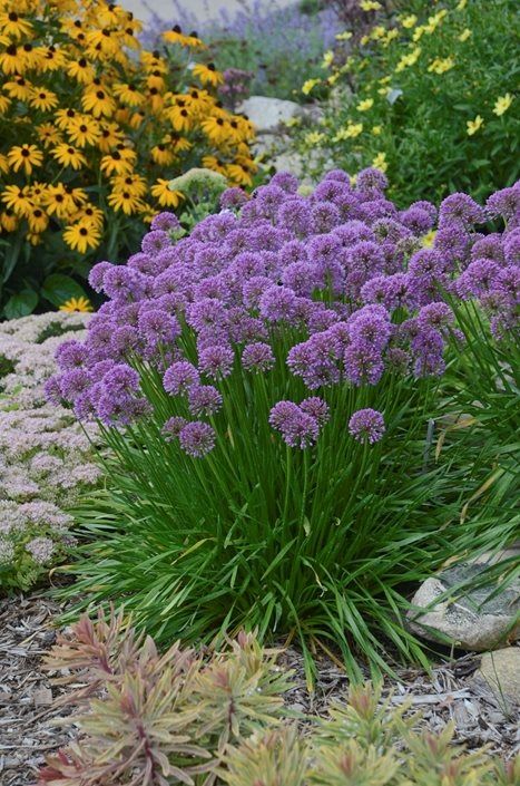 Creating Beautiful Garden Borders with Thoughtful Design