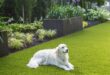 dog friendly backyard landscaping