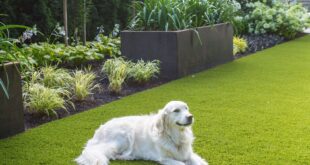 dog friendly backyard landscaping