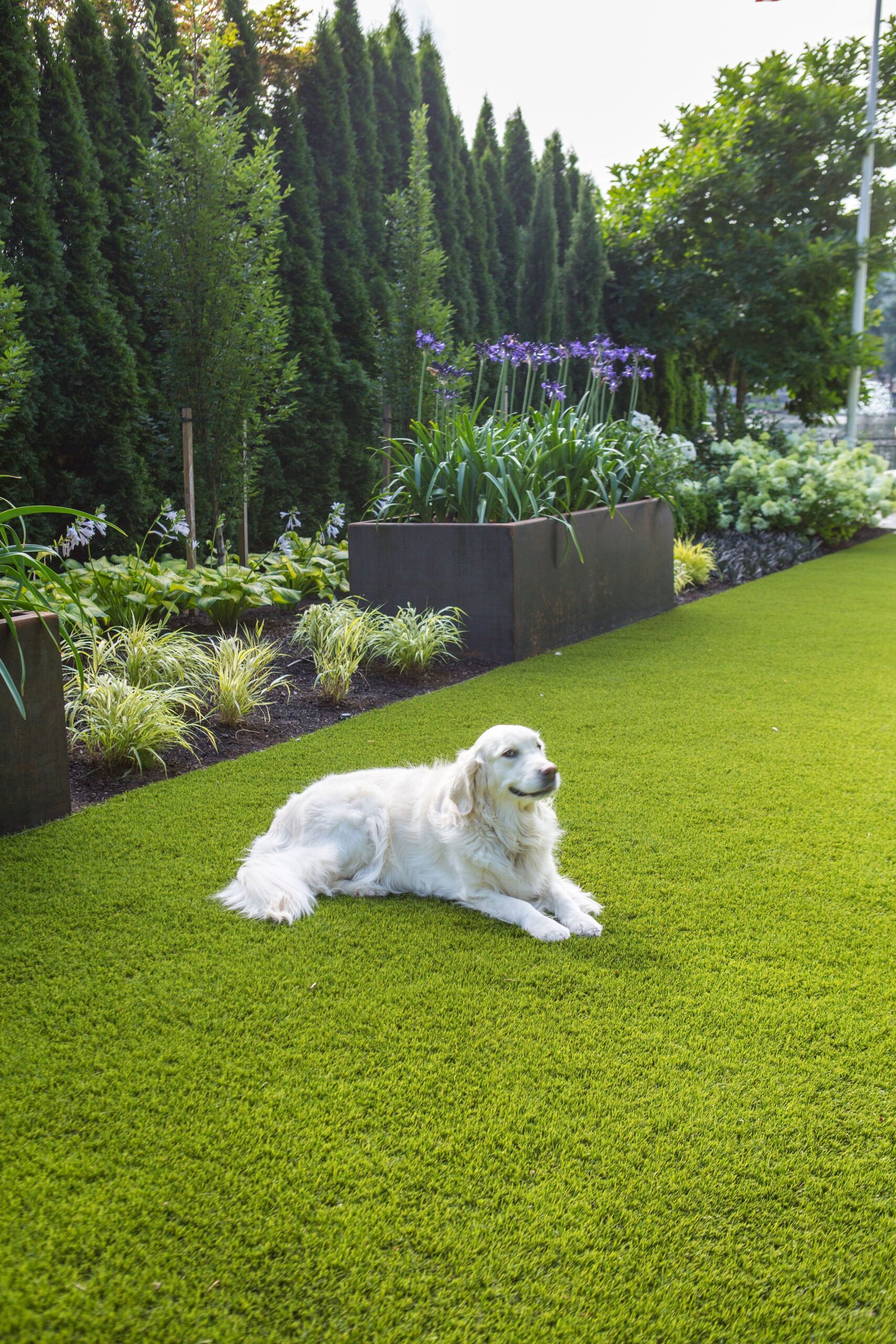 Creating a Dog-Friendly Oasis in Your Backyard