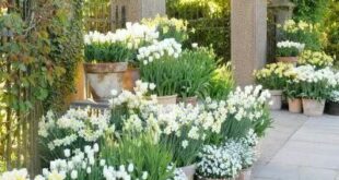 landscaping in front of porch