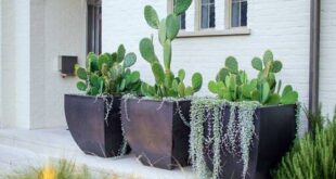 desert landscaping front yard