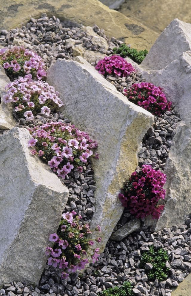 Creating a Beautiful Rock Garden: A Guide to Designing a Stunning Outdoor Retreat