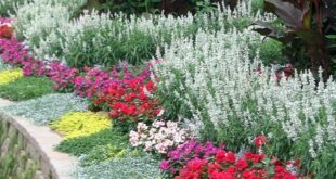 flower bed ideas