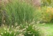 landscaping with ornamental grasses