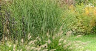 landscaping with ornamental grasses