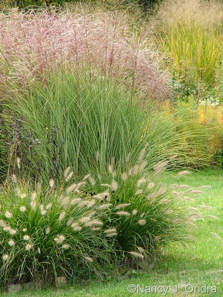 Enhancing Your Outdoor Space with Ornamental Grasses