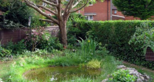 backyard pond