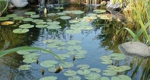 garden pond