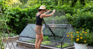 raised bed garden