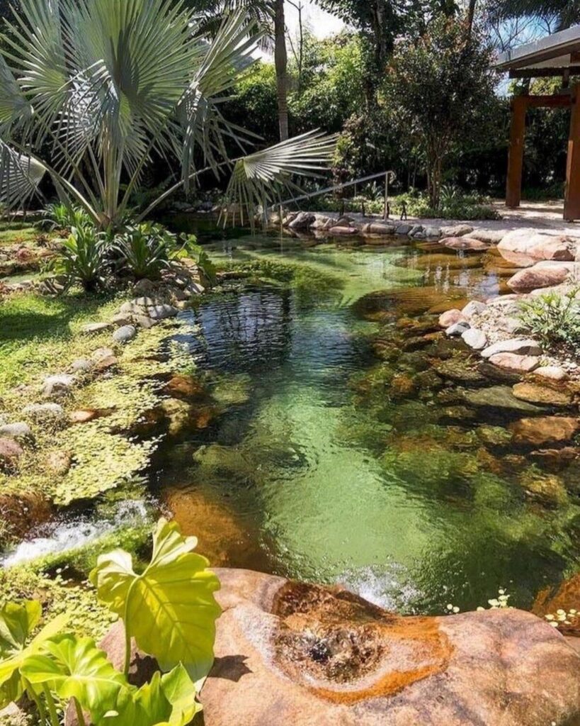 backyard pond