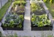 raised bed gardens