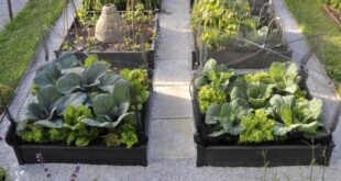 raised bed gardens