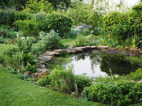 A Beautiful Oasis: The Allure of Garden Ponds