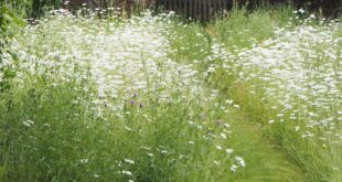 small garden