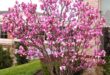 flowers around tree front yards