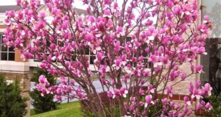 flowers around tree front yards