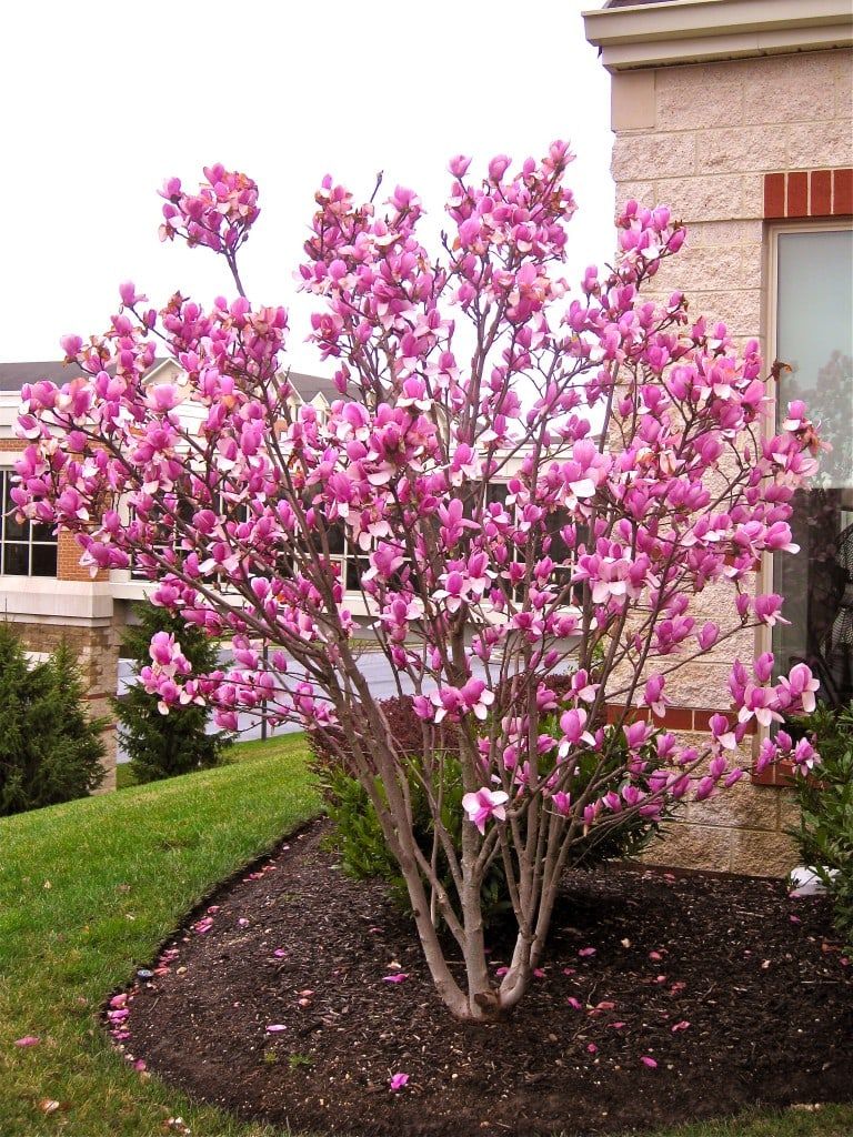 A Colorful Display: The Beautiful Flowers Enhancing Tree Front Yards