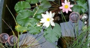 water gardens