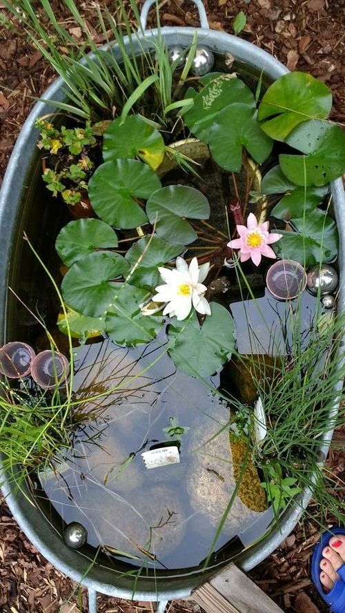 A Guide to Creating Your Own Beautiful Water Garden