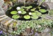 garden pond