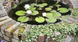 garden pond