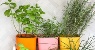 kitchen herb garden planter