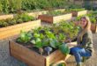 raised planter vegetable garden