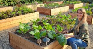 raised planter vegetable garden