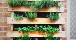 herb garden outdoor planter