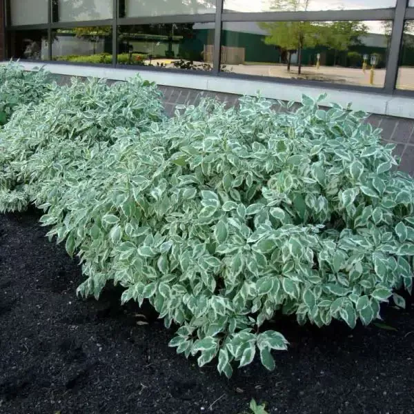 shrubs for landscaping