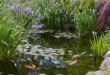 garden pond