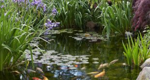 garden pond