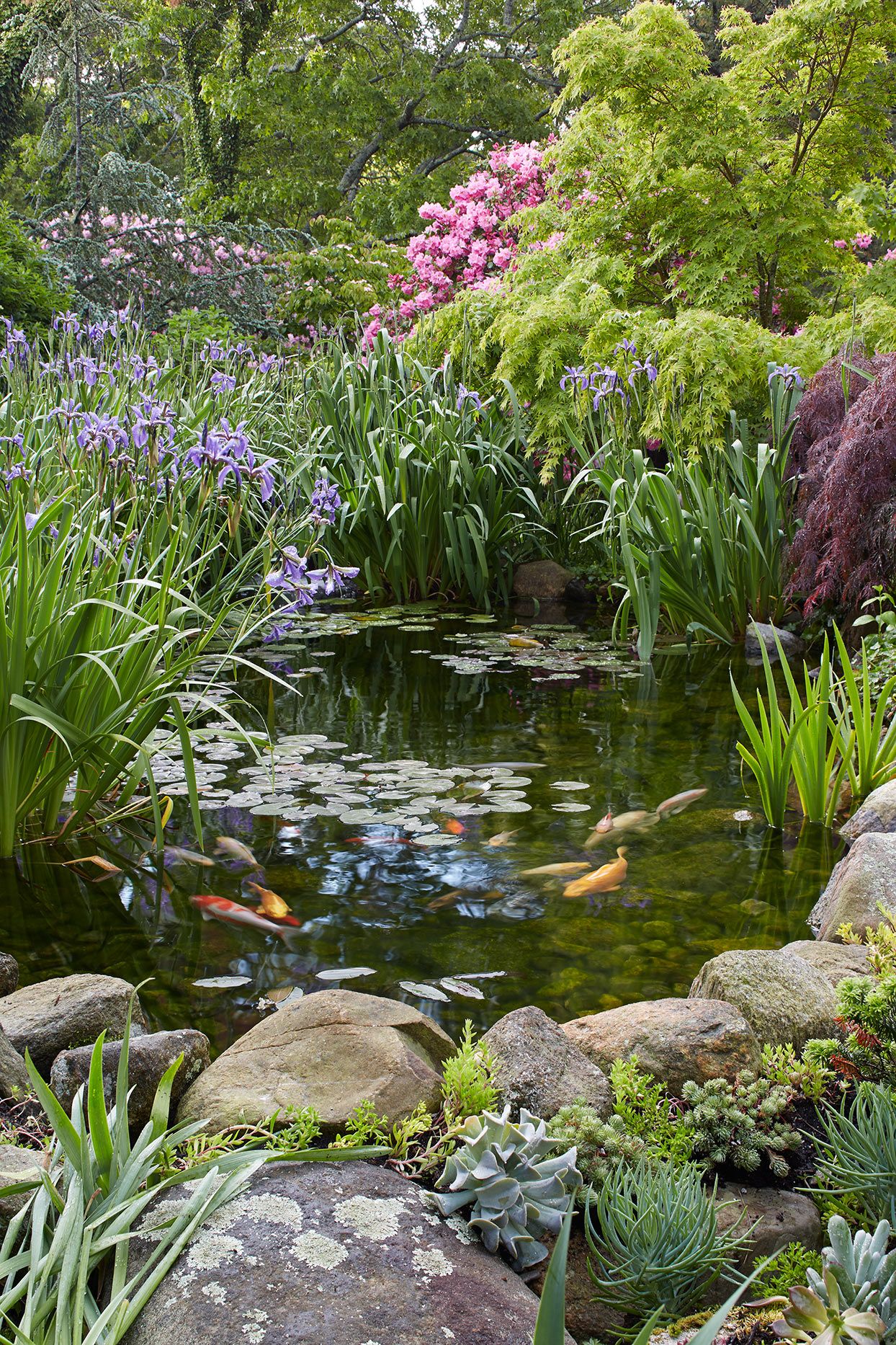 A Haven for Wildlife: The Beauty of a
Garden Pond