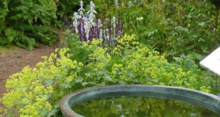 small garden with fountain